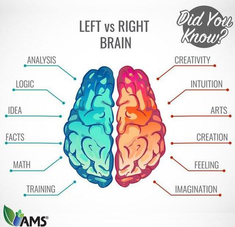 Left Vs Right Brain, Brain Anatomy And Function, Left Brain Right Brain, Healing Water, Psychology Notes, Basic Anatomy And Physiology, Brain Facts, Medical Student Study, Brain Anatomy