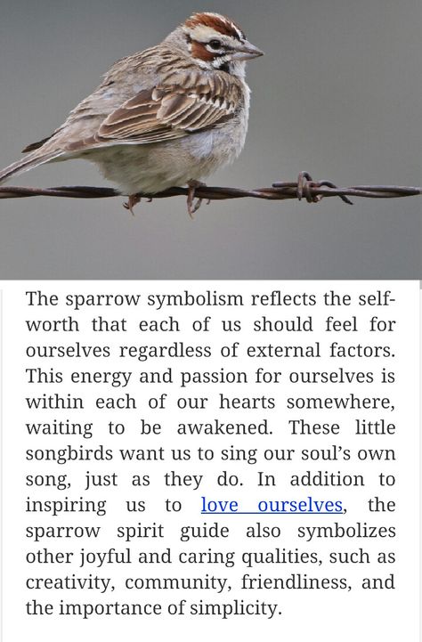 Sparrow Totem Spiritual Meaning Of Sparrow, Sparrow Quotes Bird, Sparrow Meaning Spiritual, Bird Meanings Symbols, Sparrow Meaning, Birds Spiritual Meaning, Sparrow Tattoo Meaning, Sparrow Symbolism, Bird Symbolism