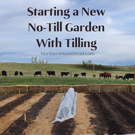 Garden Tilling, Plant Carrots, Hay Field, How To Plant Carrots, Fruit Growing, Lasagna Gardening, Growing Carrots, Starting Seeds, Garden Hacks