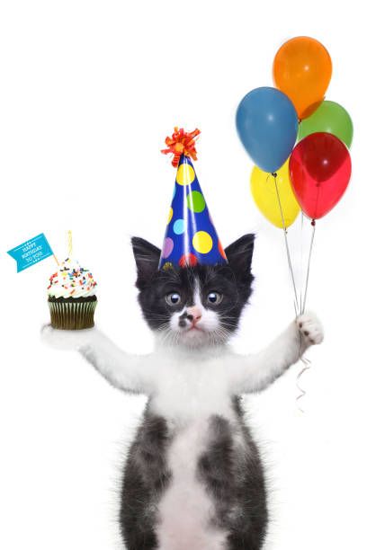 8 Happy Birthday Cat Stock Photos, Pictures & Royalty-Free Images - iStock Silly Happy Birthday, Cat Celebrating, Cat Stock, Funny Animal Photos, Silly Cats Pictures, Birthday Songs, Silly Animals, Cat Birthday, Birthday Pictures