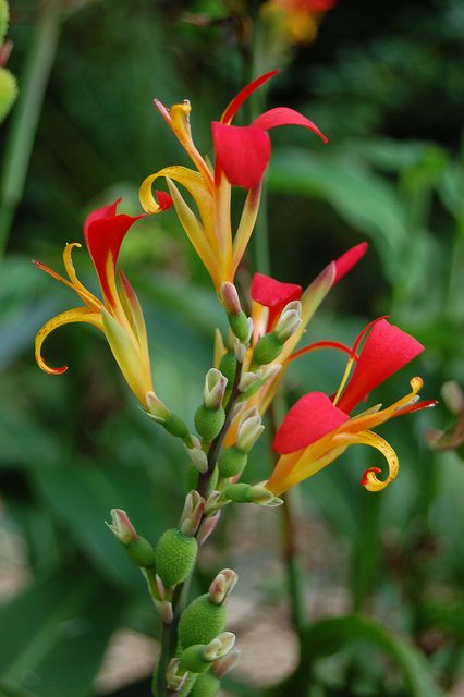 Canna edulis Unusual Plants, Beautiful Flowers Garden, Enjoy Nature, Flowering Trees, Tropical Garden, Tropical Flowers, Love Flowers, Fresh Flowers, Container Gardening