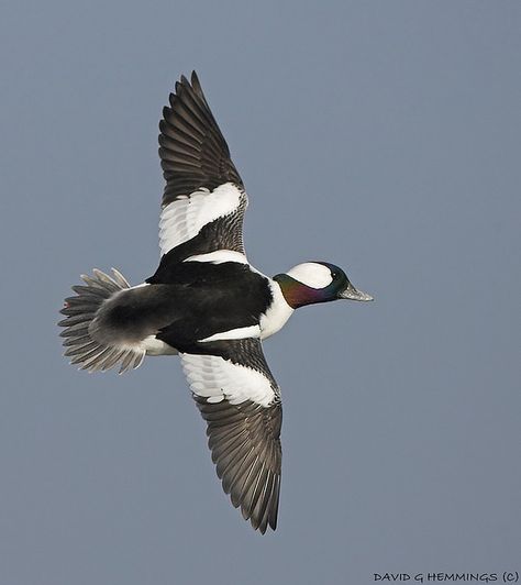 Bufflehead | David Hemmings Bufflehead Duck, Duck Mounts, Geese Breeds, Waterfowl Taxidermy, Duck Mount, Waterfowl Art, David Hemmings, Duck Species, Duck Breeds