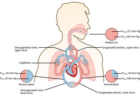 Oxygen & Carbon Dioxide: Gas Exchange and Transport in Animals | Organismal Biology Gas Exchange, Cell Transport, Human Lungs, Nasa Images, Structure And Function, Circulatory System, Lectures Notes, Nursing Notes, Learning Objectives