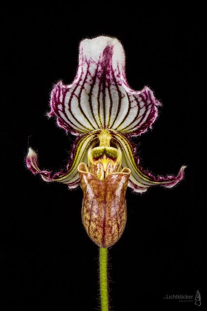 Slipper Orchid, Lady Slipper Orchid, Lady Slipper, Types Of Orchids, Orchid Show, Rare Orchids, Exotic Orchids, Unusual Plants, Unusual Flowers