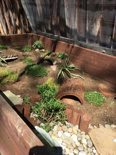 4 x 8 x 2 outdoor tortoise enclosure Redfoot Tortoise Enclosure Outdoor, Tortoise Set Up, Tortoise Enclosure Indoor, Horsefield Tortoise, Bartagamen Terrarium, Outdoor Tortoise Enclosure, Hermann Tortoise, Turtle Enclosure, Quail Coop