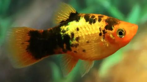 19 Most Popular Types of Platy Fish Platies Fish, Platy Fish, Malibu Sunset, Fresh Water Fish Tank, Aquarium Ideas, 55 Gallon, Fish Care, Aquarium Lighting, One Fish