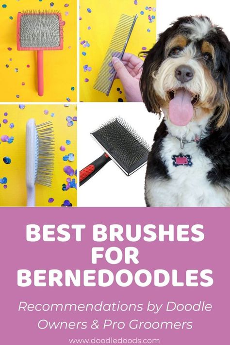 Are you looking for the best brushes to help keep your Bernedoodle well groomed? These brushes will work on a toy, mini, and standard Bernedoodle. Check out this article to learn more about the brushes. #bernedoodlepuppies #bernedoodlegroomingtips #bernedoodle #bernedoodlesofinstagram #doggroom Bernedoodle Grooming, Bernedoodle Haircuts, Doodle Cuts, Mountain Doodle, Grooming Dogs, Puppy Life, Golden Mountain, Poodle Cuts, Mini Bernedoodle