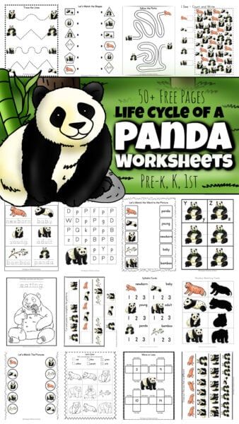 Thank You Mr Panda Activities, Panda Preschool Activities, Panda Bear Activities Preschool, Panda Bear Panda Bear What Do You See, Free Panda Printables, Panda Activities Preschool, Panda Bear Activities, Panda Crafts Preschool, Panda Crafts For Kids