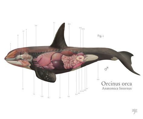 Whale Anatomy, Oceanography Marine Biology, Illustration Projects, Save The Whales, Orca Whales, Most Beautiful Animals, Artist Interview, Killer Whale, Scientific Illustration