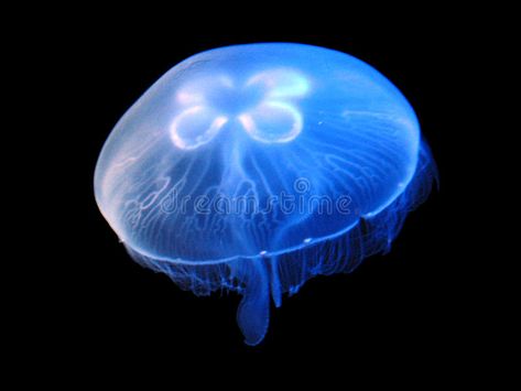 Jellyfish Species, Deep Sea Life, Moon Jellyfish, Cnidaria, Bach Flower Remedies, Blue Aesthetic Dark, Blue Jellyfish, Flower Remedy, Flower Essences