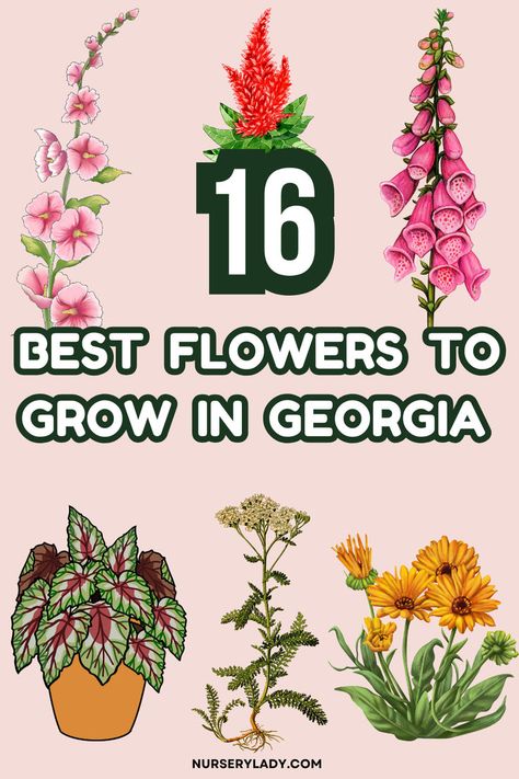 Discover the 16 best flowers to grow in Georgia, perfect for your fall garden. Learn what to plant in the fall in the South for vibrant blooms that thrive alongside fall garden vegetables in Texas or a Florida fruit and vegetable garden. Ideal for fall planting in Texas and creating a beautiful fall garden in Florida, these flowers are great for various zones, including Texas zone 8 and Texas zone 9. Get basic care tips and photos to make your garden flourish this season with these top picks! Georgia Flower Garden, Garden In Florida, Fruit And Vegetable Garden, Fall In The South, Georgia Flower, Georgia Garden, Flowers To Grow, Fall Planting, Best Flowers