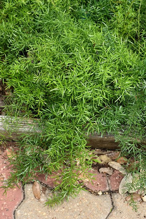 Sprengeri Asparagus Fern (Asparagus densiflorus 'Sprengeri') at TLC Garden Centers Asparagus Densiflorus, Asparagus Fern, Scientific Name, Fern Plant, Outdoor Pots, Low Maintenance Plants, Outdoor Landscaping, Small Plants, Container Plants