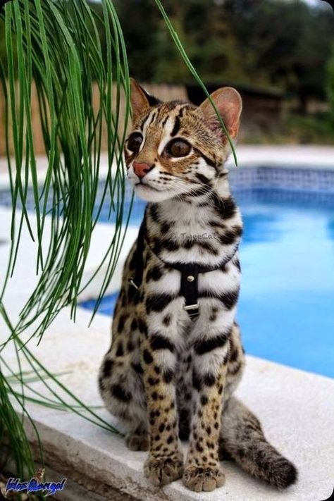 Asian Leopard Cat, Söt Katt, Exotic Cats, Image Chat, Animale Rare, Haiwan Peliharaan, Bengal Cat, Domestic Cat, Cute Cats And Dogs