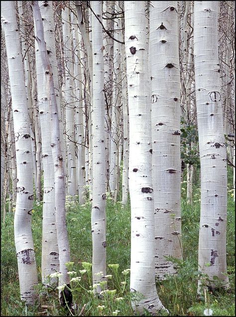 White Bark Trees, Aspen Forest, White Birch Trees, Birch Tree Art, Birch Tree Painting, Birch Forest, Set Design Theatre, Aspen Trees, Silver Birch