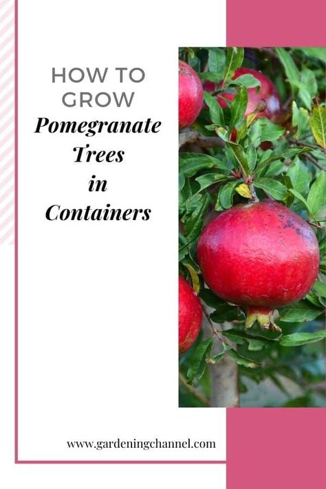 How to Grow a Pomegranate Tree in a Container Grow Pomegranate, Pomegranate Growing, Garden Techniques, Indoor Fruit Trees, Trees In Containers, Witchy Garden, Easy Perennials, Pomegranate Tree, Gardening Guide