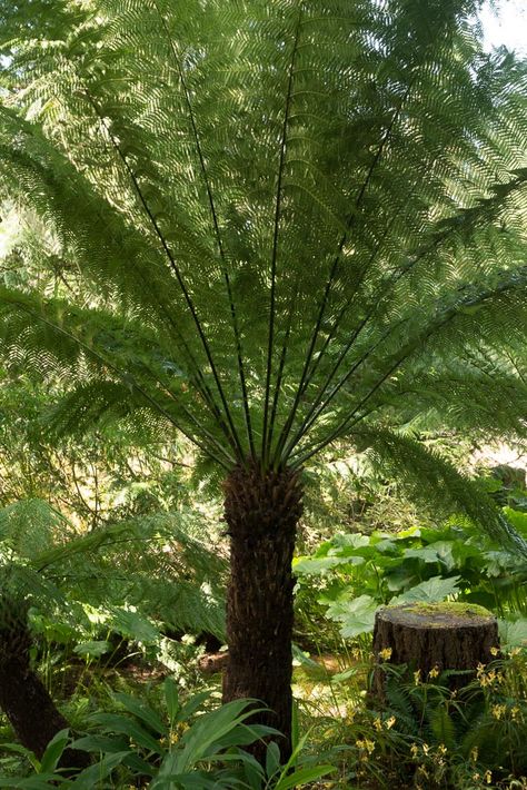 Dicksonia antarctica | Hardy Fern Foundation Dicksonia Antartica Garden, Dicksonia Antarctica, Fern Tree, Ferns Care, Irish Garden, Grass Tree, Tree Fern, Tree Lover, Edible Landscaping