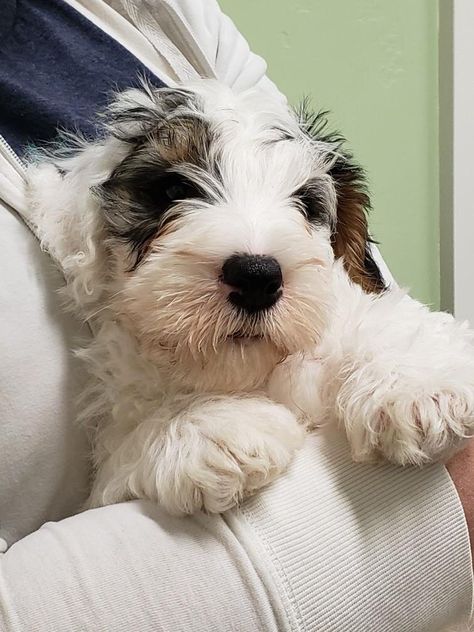 Cadoria Sealyhams Sealyham Terrier, Disabled Dog, Terrier Breeds, Fox Terriers, Wire Fox Terrier, Animal References, Adorable Dogs, Living Things, American Kennel Club