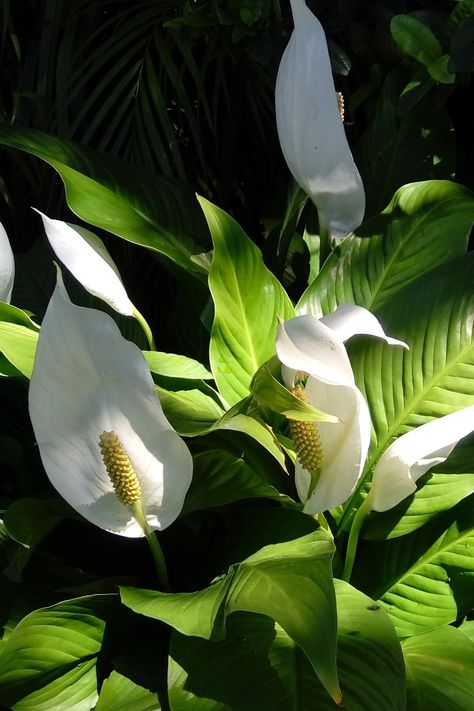 Planta elegante y resistente conocida también como el lirio de la paz. Sobrevive en zonas poco iluminadas y florece todo el año. Peace Lillies, Green Aesthetic, Tropical Flowers, Pre Wedding, Flower Vases, Flower Garden, Plant Leaves, Cactus, I Am Awesome