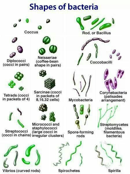 Microbiology! Shapes Of Bacteria, Bacteria Shapes, Microbiology Study, Microbiology Lab, Vet Medicine, Medical Laboratory Science, Medical School Studying, Nursing School Notes, Laboratory Science