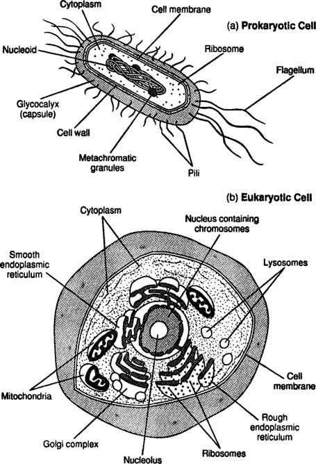 Introduction to Prokaryotes, Eukaryotes Prokaryotic Cell Drawing With Label, Eukaryotic Cell Drawing, Prokaryotic Cell Drawing, Microbiology Illustration, Prokaryotes And Eukaryotes, Prokaryotic And Eukaryotic Cells, Urea Cycle, Biology Diagrams, Cell Diagram