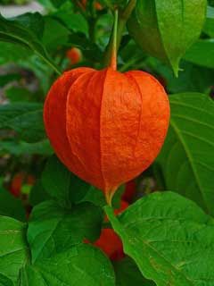 Chinese Lanterns (Physalis alkekengi)  French name: Coqueret, Lanterne japonaise or Amour en cage.  In autumn the tiny, creamy-white flowers of summer turn into scarlet berries encased in these glorious bright red, paper-like lanterns. Happy in partial shade or full sun, the plant is fully hardy and fast growing. The perfect plant to add a splash of daring colour to your autumn garden. Ancient Perfume, Chinese Lantern Plant, Lantern Plant, Chinese Lanterns Plant, Creek Garden, Ghost Plant, Japanese Lantern, Orange Skin, Orange Plant