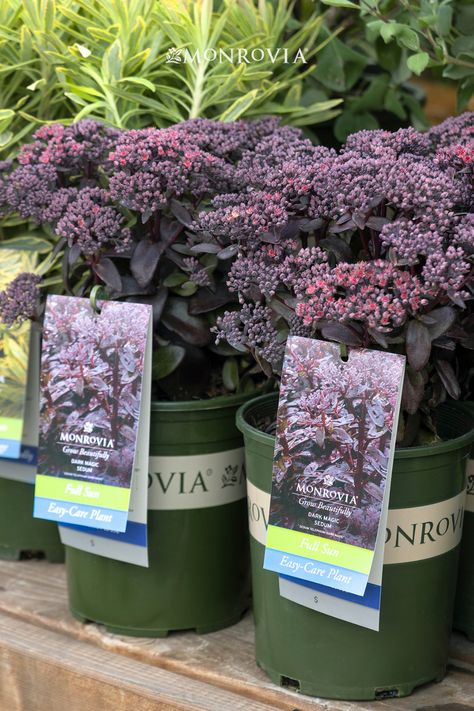 Big, deep pink flower clusters bloom on short, upright stems of glossy, purple-black foliage from late summer into fall. A wonderfully unique addition to sunny garden beds, adding late-season color. Waterwise, easy-care, and loved by pollinators. This perennial truly has it all! Sedum telephium 'Dark Magic' PP #27,619 Potted Plants Patio, Sunny Garden, Goth Garden, Front Garden Design, Sun Garden, Dark Magic, Front Landscaping, Easy Care Plants, Chinese Garden