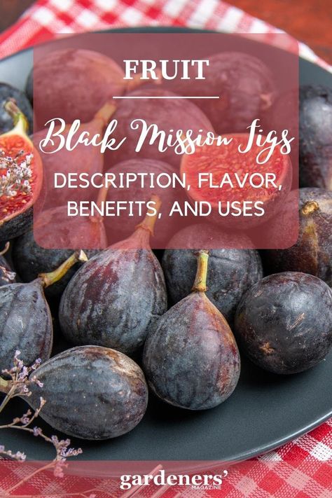 Black Mission Figs: Description, Flavor, Benefits, And Uses Black Mission Fig, Black Figs, Black Fig, Garden Guide, Planting Vegetables, Fig, Health Benefits, Benefits, Magazine