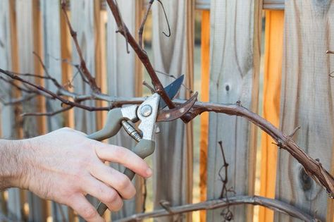 Grape Vine Pruning, Grape Vine Trellis, Grapevine Growing, Grape Vine Plant, Grape Trellis, Grape Arbor, Growing Raspberries, Grape Plant, Vine Trellis