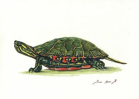 tortoise painting images - Brave Search Painted Turtle Tattoo, Geometric Turtle Tattoo, Tortoise Painting, Ninja Turtles Tattoo, Tattoo Ninja, Celtic Turtle, Western Painted Turtle, Ninja Turtle Tattoos, Turtle Sketch