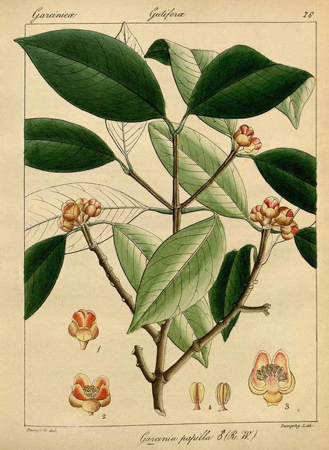 Garcinia gummi-gutta (L.) Roxb. [as Garcinia papilla Wight] Cambogie, Kodapuli Wight, R., Spicilegium Neilgherrense, vol. 1: t. 28 (1846) [R... Simple Wall Art, Illustration Botanique, Leaf Images, Botanical Drawings, Green Nature, Vintage Botanical, Botanical Illustration, Botanical Art, Botanical Prints