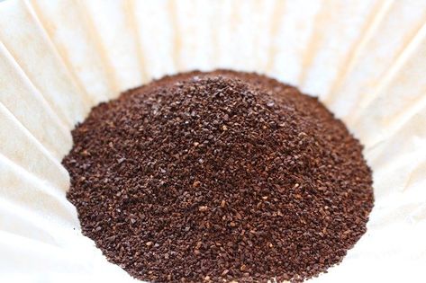 4 Effective Ways to Get Rid of Ants Naturally – 12 Tomatoes Coffee Scrub Diy, Rid Of Ants, Get Rid Of Ants, Uses For Coffee Grounds, Deep Cleaning Tips, Soil Testing, Earthworms, Coffee Scrub, Diy Coffee