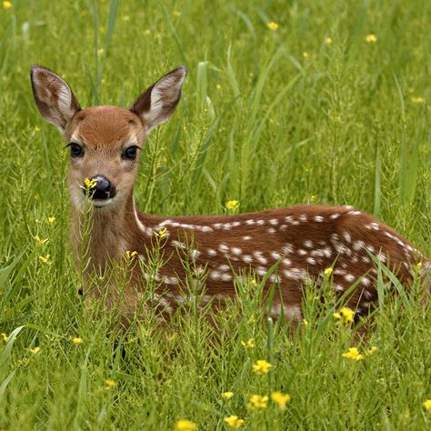 Baby Deer, Deer