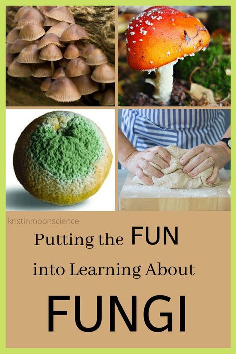 Decomposers Science Activity, Third Grade Stem Activities, Nature Experiments, Goblincore Outfits, Ecosystems Projects, Moon Science, Camp Themes, Homeschool Nature Study, Homeschool Nature