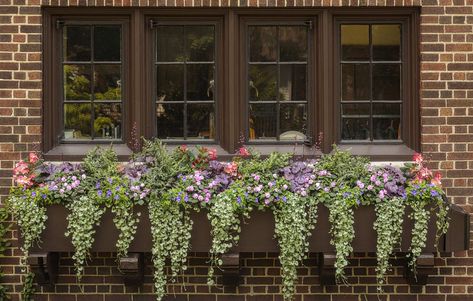 Window Box Ideas for Summer - Tips & Plant Recipes Full Sun Window Box Ideas, Fun Recipes To Try, Black Window Box, Window Box Ideas, Plant Recipes, Proven Winners Perennials, Sun Window, Window Box Plants, Summer Tips