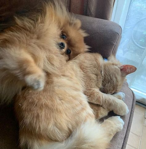 14 Things Only Pomeranian Owners Will Understand | Page 5 of 5 | PetPress Cat And Pomeranian, Pomeranian And Cat, Blonde Pomeranian, Cats For Pfp, Pfp Silly, Bombshell Blonde, Cats Flowers, Cat Hug, Ninja Cats