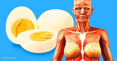 9 Things That Will Happen to Your Body if You Start Eating 2 Eggs a Day Benefits Of Chicken, Egg Benefits, Penyakit Jantung, Boiled Egg Diet, Eating Eggs, Egg Diet, Zadar, Chicken Eggs, What Happened To You