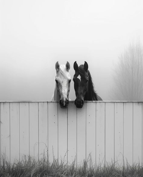 Horse Desktop Wallpaper, Black And White Horse Photography, White Horse Photography, Equestrian Photography, Horse Wallpaper, Horse Aesthetic, Equestrian Life, White Horses, Horse Photos