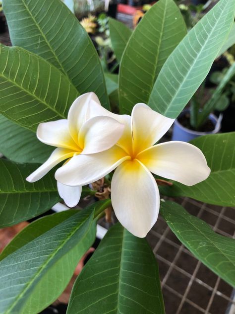 Indoor Plumeria, Plumeria Obtusa, Hanging House Plants, Frangipani Tree, Plumeria Plant, Chocoflan Recipe, Plumeria Tree, Hanging House, Plumeria Flowers