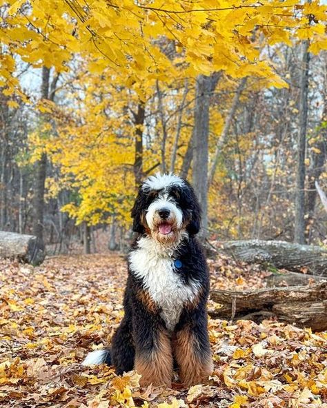 Bernie Doodle, Aussie Doodle Puppy, Bernadoodle Puppy, Doodle Breeds, Bernedoodle Puppy, Cute Dogs Images, Doodle Puppy, Dog Essentials, Dream Dog