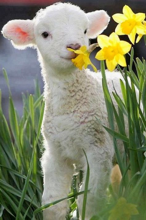 Spring Lamb Enjoying the Flowers #PhotographySerendipity #TravelSerendipity #travel #photography Travel and Photography from around the world. Good Morning Jw Quotes, Jw Greetings, Jw Wallpaper, Jehovah Paradise, Jw Quotes, Jw Bible, Sunday Greetings, Jehovah Quotes, Spring Lambs