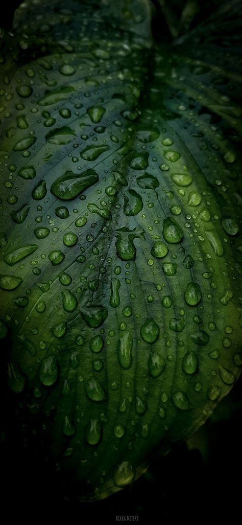 Dark Green Leaf Background, Dark Nature Pictures, Green Leaf Wallpaper Iphone, Wallpaper Iphone Plants, Nature Rain Wallpaper, Rain Aesthetic Wallpaper Iphone, Leafs Wallpapers, Dark Green Aesthetic Wallpaper Iphone, Rain Phone Wallpaper