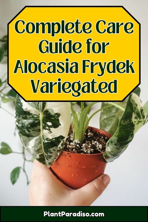 Complete Care Guide for Alocasia Frydek Variegated Alocasia Frydek, Alocasia Plant, Gardening Gloves, Brown Spots, Guide Book, Plant Care, House Plants, Lush, Gloves