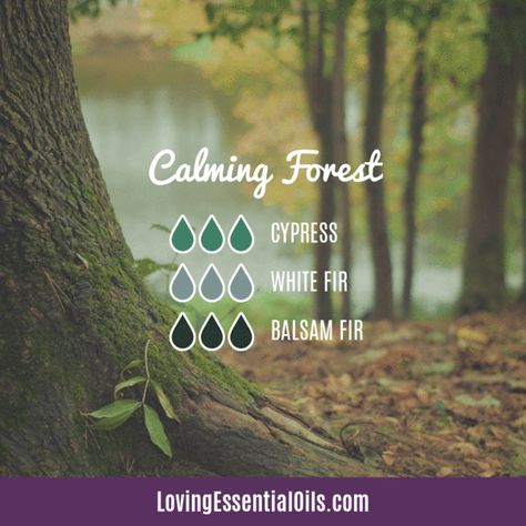 Cypress Diffuser Blends - Boost Mood & Breathe Easy! by Loving Essential Oils | Calming Forest with cypress, white fir and balsam fir essential oil. Get more blends PLUS our free printable cheat sheet with the recipes,  just visit our blog post. #lovingessentialoils  #essentialoildiffuserrecipes #diffuserblends Cypress Diffuser Blends, Essential Oils For Memory, Essential Oil Inhaler, White Fir, Cypress Essential Oil, Essential Oils Guide, Oil Diffuser Recipes, Essential Oil Diffuser Recipes, Aromatherapy Blends