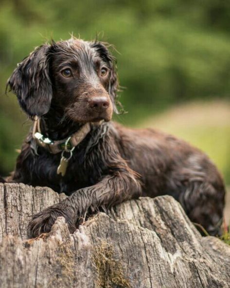 Working spaniels are very observant. Sprocker Spaniel Puppies, Working Spaniel, Working Cocker Spaniel, Sprocker Spaniel, Cocker Spaniel Puppy, Boykin Spaniel, Working Cocker, Cocker Spaniel Puppies, Cocker Spaniel Dog