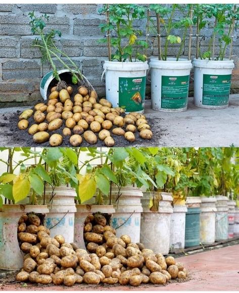 Potato Gardening, Vertical Vegetable Gardens, Easy Patio, Garden Watering System, Creative Garden Decor, Plant Tips, Small Vegetable Gardens, Tiny Garden, Vegetable Garden Planning