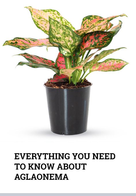 Aglaonema Plant Care and Growing Guide of the Most Popular Houseplant Aglaonema Propagation, Aglaonema Plant Care, Chinese Evergreen Plant Care, Green Sunroom, Aglaonema Plant, Fall Container Plants, Chinese Evergreen Plant, Popular House Plants, Low Light House Plants