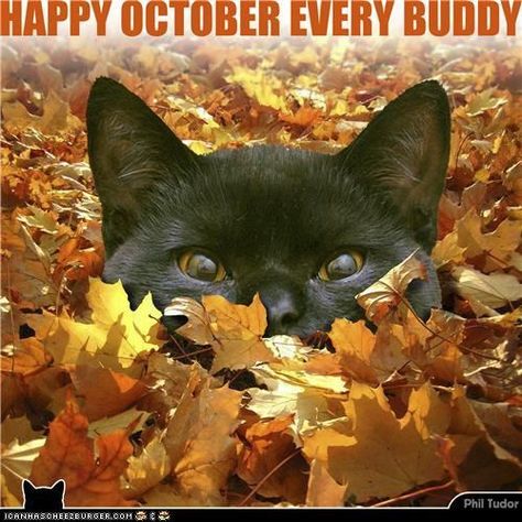 Happy October october happy october hello october october quotes A Black Cat, Cats Meow, Crazy Cat Lady, Beautiful Cats, Cat Photo, Crazy Cats, Cat Pics, Cat Love, Beautiful Creatures