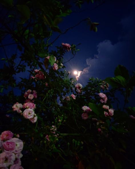 Full Moon, Night Sky, Moon, Flowers, Pink