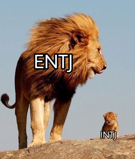 Entj intj lions Entj And Istj, Entj Intj Relationship, Entj And Intj Relationship, Entj X Intj Relationship, Entj And Intj, Entj Characters, Entj Art, Intj Girl, Entj Memes