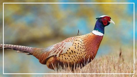 Common Pheasant, Merlin Bird, Names Of Birds, Ring Necked Pheasant, What Is A Bird, Wildlife Decor, Red Face, Bird Hunting, Game Birds